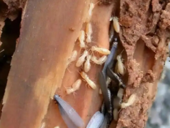 那曲白蚁防治公司分享夏季高温高湿，读懂白蚁分飞的底层逻辑与家庭防护方案